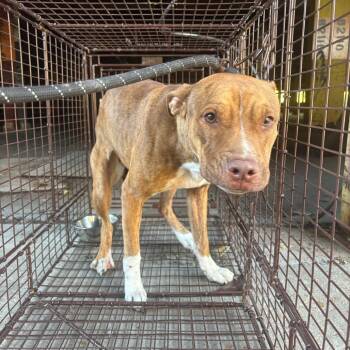 Rescue Terrier Dogs for Adoption in St. Louis, Missouri - Party Dress | PetCurious