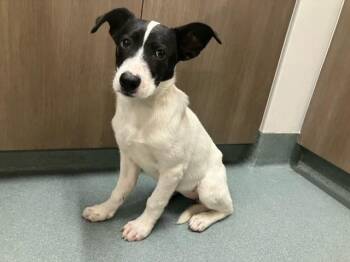 Border Collie and Labrador Retriever Dogs Available for Adoption in Baytown, Texas - BRITTLE | PetCurious