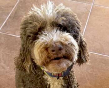 Berry -  Bernadoodle Dog for Adoption in San Ramon, California - Berry | PetCurious