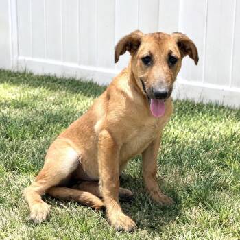 Chanel -  Labrador Retriever and Golden Retriever Dog for Adoption in Los Angeles, California - Chanel | PetCurious