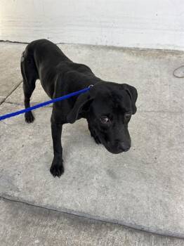 BILLY -  Terrier and Mixed Breed Dog for Adoption in Doral, Florida - BILLY | PetCurious