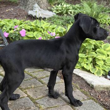 Flo -  Labrador Retriever and Hound Dog for Adoption in Richmond, Virginia - Flo | PetCurious