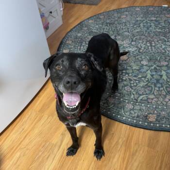 Black Labrador Retriever Dogs Available for Adoption - DJ | PetCurious