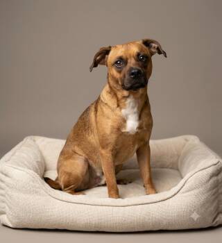 Rocky -  Terrier Dog for Adoption in Wooster, Ohio - Rocky | PetCurious