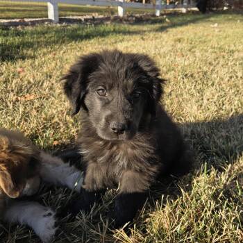 Rescue Great Pyrenees Dogs for Adoption in Loveland, Colorado - SMOKEY | PetCurious