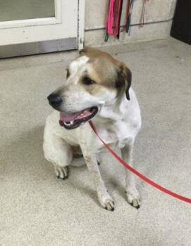 Great Pyrenees and American Staffordshire Terrier Dogs Available for Adoption in Riverside, California - MACK | PetCurious