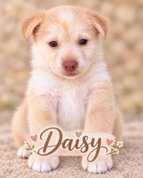 Daisy -  Shepherd and Cattle Dog Dog for Adoption in Pleasant Hill, California - Daisy | PetCurious