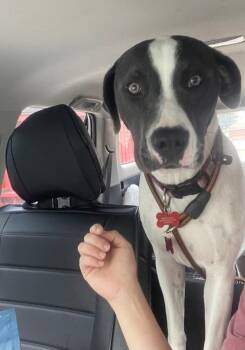 Britty -  Pointer Dog for Adoption in Sedalia, Colorado - Britty | PetCurious