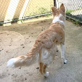 Juna -  Collie and Mixed Breed Dog for Adoption in Michigan City, Indiana - Juna | PetCurious