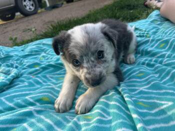 Australian Cattle Dog Blue Heeler and American Staffordshire Terrier Dogs Available for Adoption in Mt. Juliet, Tennessee - Mattie (Tombstone Litter) | PetCurious