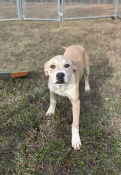 Pit Bull Terrier Dogs Available for Adoption - Tifton Dixon | PetCurious