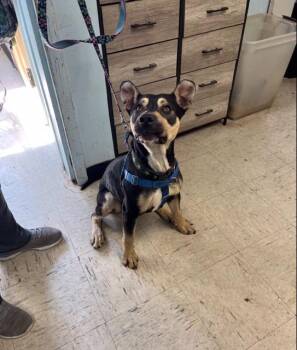 Mixed Breed Dogs Available for Adoption in Elmwood Park, New Jersey - Maxwell | PetCurious