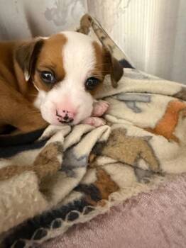 Alan Shepard -  Jack Russell Terrier and Mixed Breed Dog Available for Adoption in Cape Coral, Florida - Alan Shepard | PetCurious