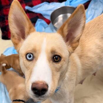 Husky Dogs Available for Adoption in Evansville, Indiana - Cypress | PetCurious