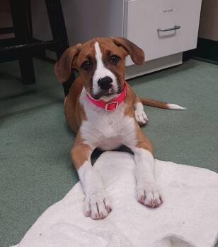 Jojo -  Boxer and Border Collie Dog for Adoption in Williamsport, Pennsylvania - Jojo | PetCurious