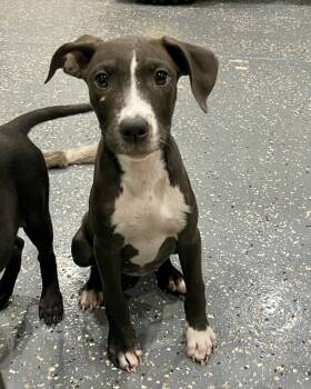 Rescue Pit Bull Terrier and Mixed Breed Dogs for Adoption in Brewster, New York - Faith (Nelson Litter) | PetCurious