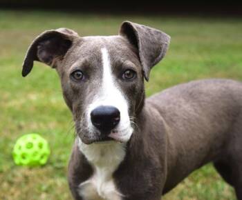 Rescue Labrador Retriever Dogs for Adoption in Mobile, Alabama - Jane | PetCurious