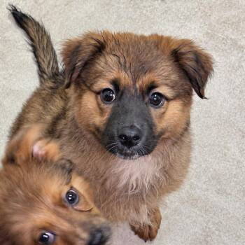 Ravioli-3814 -  Spitz and Mixed Breed Dog for Adoption in Tyler, Texas - Ravioli-3814 | PetCurious