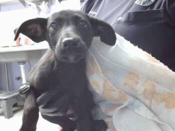 HONEY BUN -  Labrador Retriever and Mixed Breed Dog for Adoption in Albuquerque, New Mexico - HONEY BUN | PetCurious
