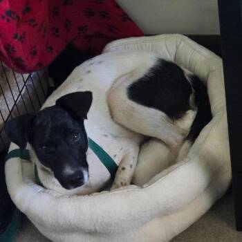 Journey -  Shepherd and Australian Cattle Dog Blue Heeler Dog for Adoption in Sand Springs, Oklahoma - Journey | PetCurious