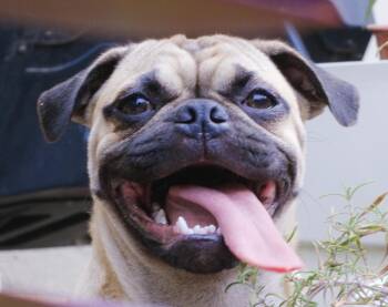 Moose -  Pug Dog for Adoption in San Ramon, California - Moose | PetCurious