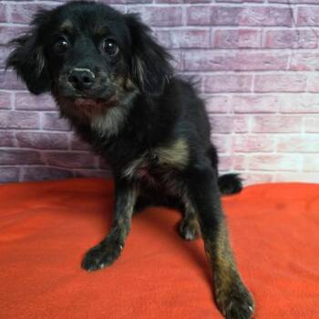 Duke -  Maltese and Mixed Breed Dog for Adoption in Fort Collins, Colorado - Duke | PetCurious