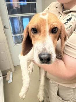 Beagle and Mixed Breed Dogs Available for Adoption in King William, Virginia - R2D2 | PetCurious