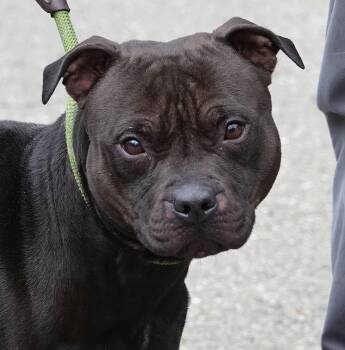 Terrier Dogs Available for Adoption in Millfield, Ohio - Mud | PetCurious