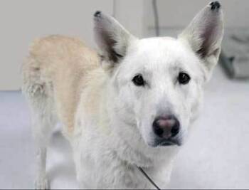 Rescue Husky Dogs for Adoption in Wildomar, California - Bailey | PetCurious