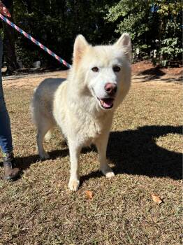 Rescue Husky and Samoyed Dogs for Adoption in Smyrna, Georgia - Floof | PetCurious