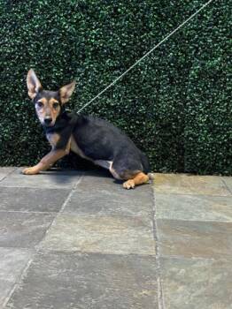 61146835 -  Mixed Breed Dog for Adoption in El Paso, Texas - 61146835 | PetCurious