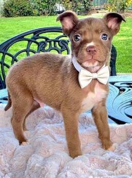 Whitaker -  American Staffordshire Terrier and Pit Bull Terrier Dog for Adoption in Newport Beach, California - Whitaker | PetCurious