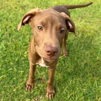 Scooby -  Chocolate Labrador Retriever Dog for Adoption in Pensacola, Florida - Scooby | PetCurious