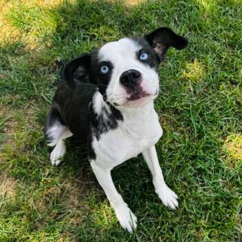 Drake -  Mixed Breed and None Dog for Adoption in Brownsboro, Alabama - Drake | PetCurious