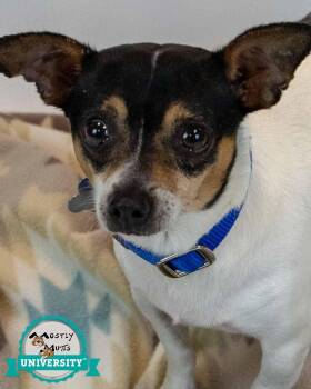 Opie -  Chihuahua Dog for Adoption in Kennesaw, Georgia - Opie | PetCurious