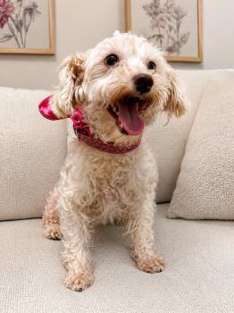Lainy -  Miniature Poodle Dog for Adoption in Semmes, Alabama - Lainy | PetCurious