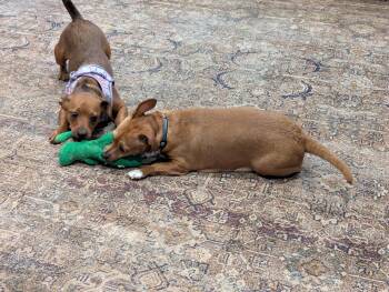 Chihuahua Dogs Available for Adoption in Nashville, Tennessee - Blakely(Bonded With Becky) | PetCurious