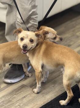 Kiko -  Dachshund and Pomeranian Dog for Adoption in Sonora, California - Kiko | PetCurious