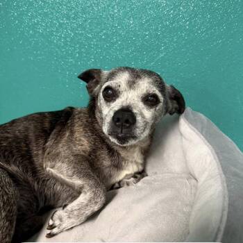 Mr. Belly Bean -  Chihuahua and Mixed Breed Dog for Adoption in Spring Hill, Kansas - Mr. Belly Bean | PetCurious