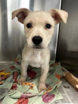 Labrador Retriever and Mixed Breed Dogs Available for Adoption in San Antonio, Texas - Darby | PetCurious