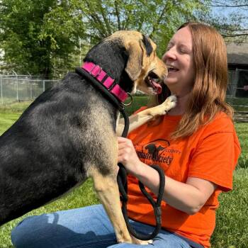 Sage -  Mixed Breed Dog for Adoption in Nashville, Indiana - Sage | PetCurious
