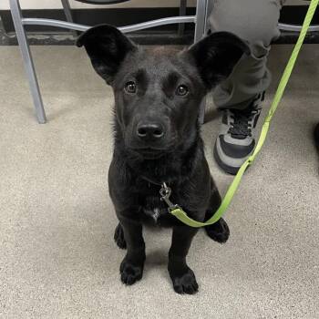 Black Labrador Retriever and Mixed Breed Dogs Available for Adoption in Rexburg, Idaho - Janeway | PetCurious