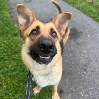 Sarah -  German Shepherd Dog Dog for Adoption in Wilmington, Delaware - Sarah | PetCurious