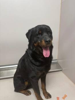 Rottweiler Dogs Available for Adoption - Bruno | PetCurious