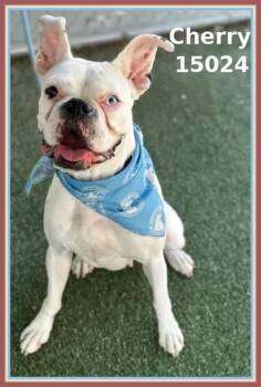 Rescue Boxer and English Bulldog Dogs for Adoption in Marietta, Georgia - Cherry (301) | PetCurious