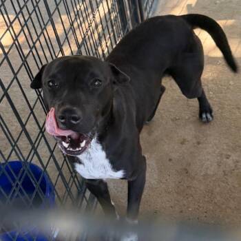 Emmet -  Pit Bull Terrier Dog for Adoption in Lake Jackson, Texas - Emmet | PetCurious