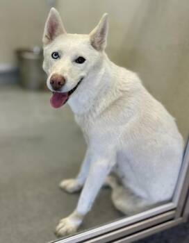 Siberian Husky Dogs Available for Adoption in Victorville, California - Aria | PetCurious