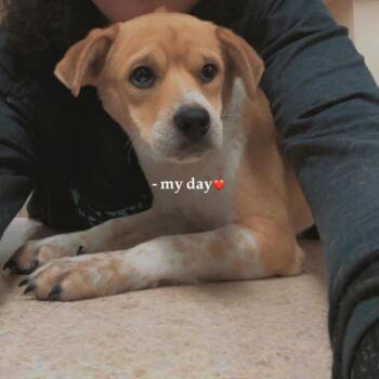 Australian Cattle Dog Blue Heeler Dogs Available for Adoption - Russell F NV | PetCurious