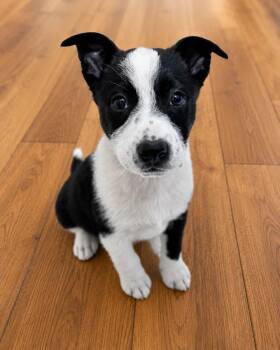 Border Collie and Mixed Breed Dogs Available for Adoption in Lindenhurst, New York - Montauk | PetCurious