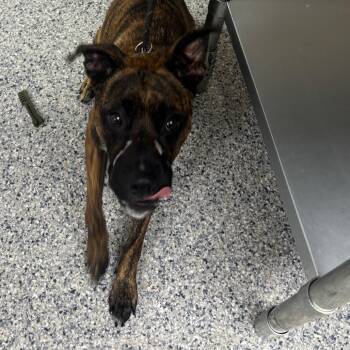 Jinxx -  Belgian Shepherd Malinois Dog for Adoption in Chicago, Illinois - Jinxx | PetCurious